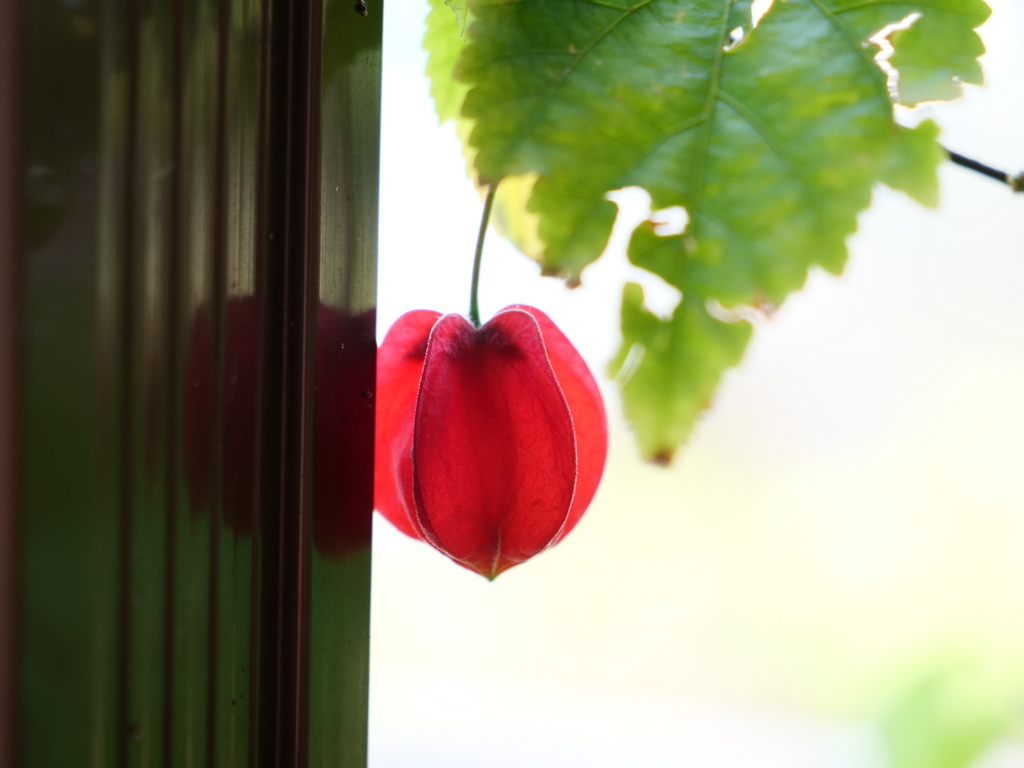 チロリアンランプ　その3