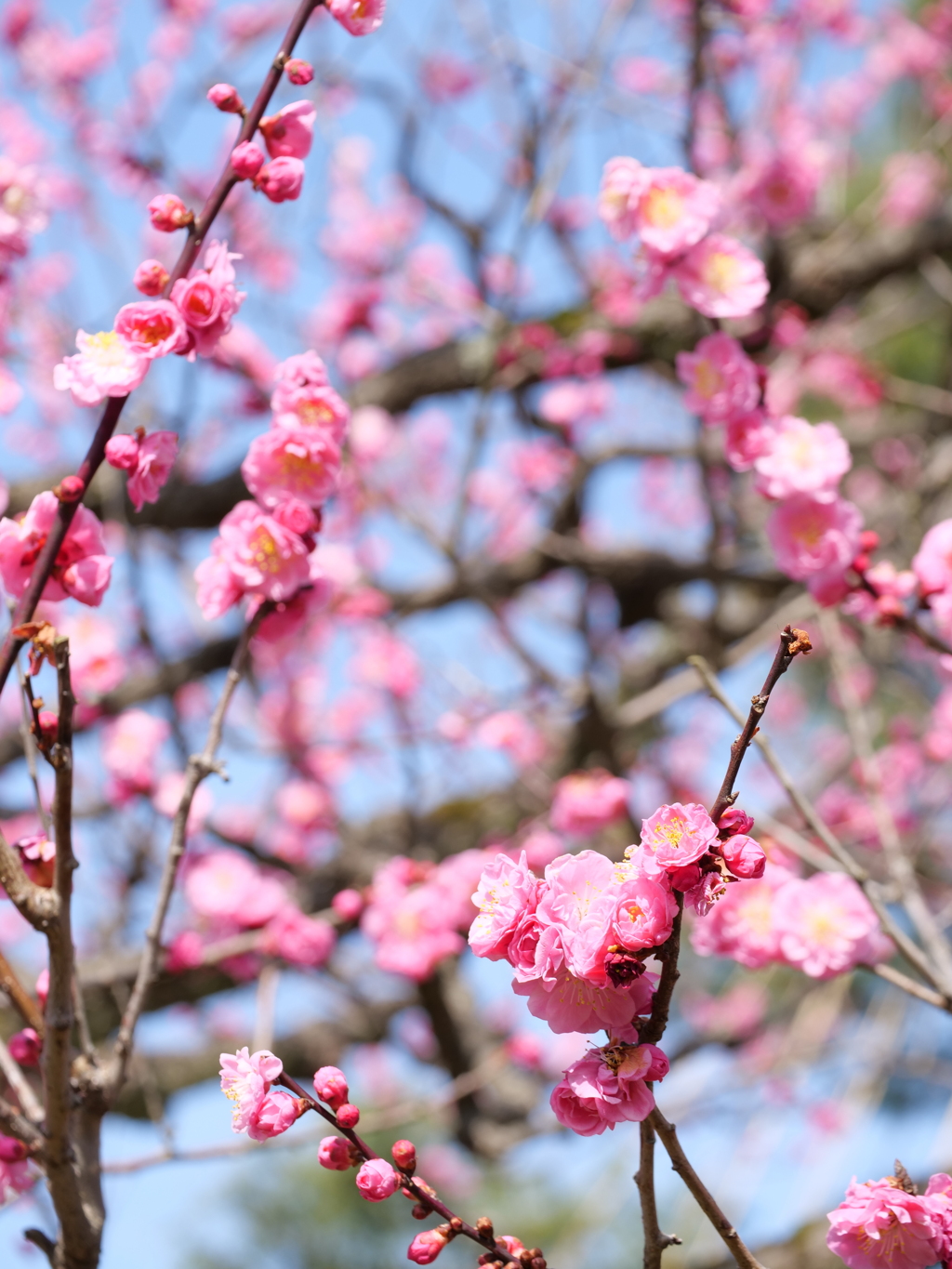 梅・兼六園　その9