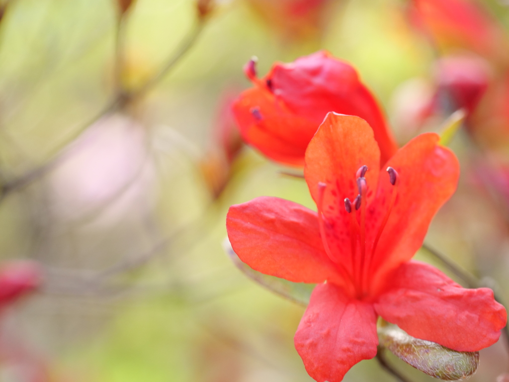 ノトキリシマ　その1