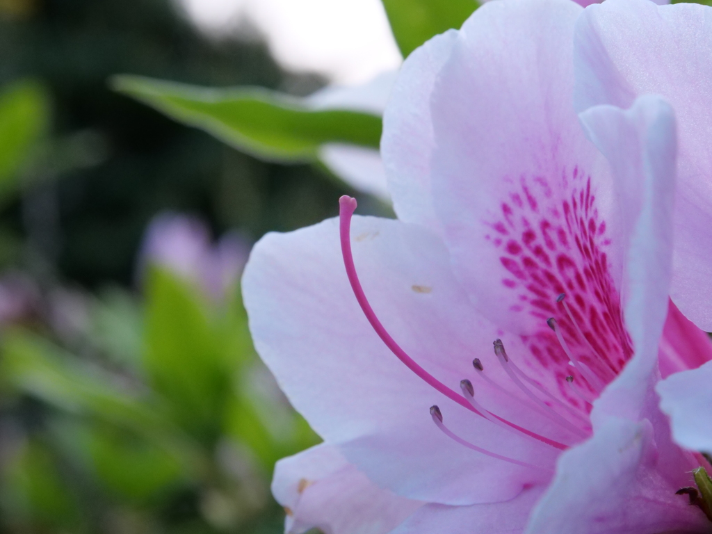 ツツジ　その11