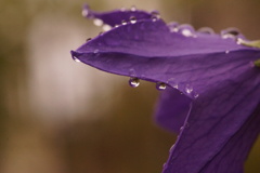 キキョウ　その4