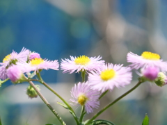 ハルジオン　その4