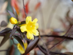 カロライナジャスミン　その2