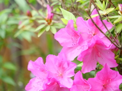 ツツジ　その22