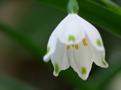 スノーフレーク　その2