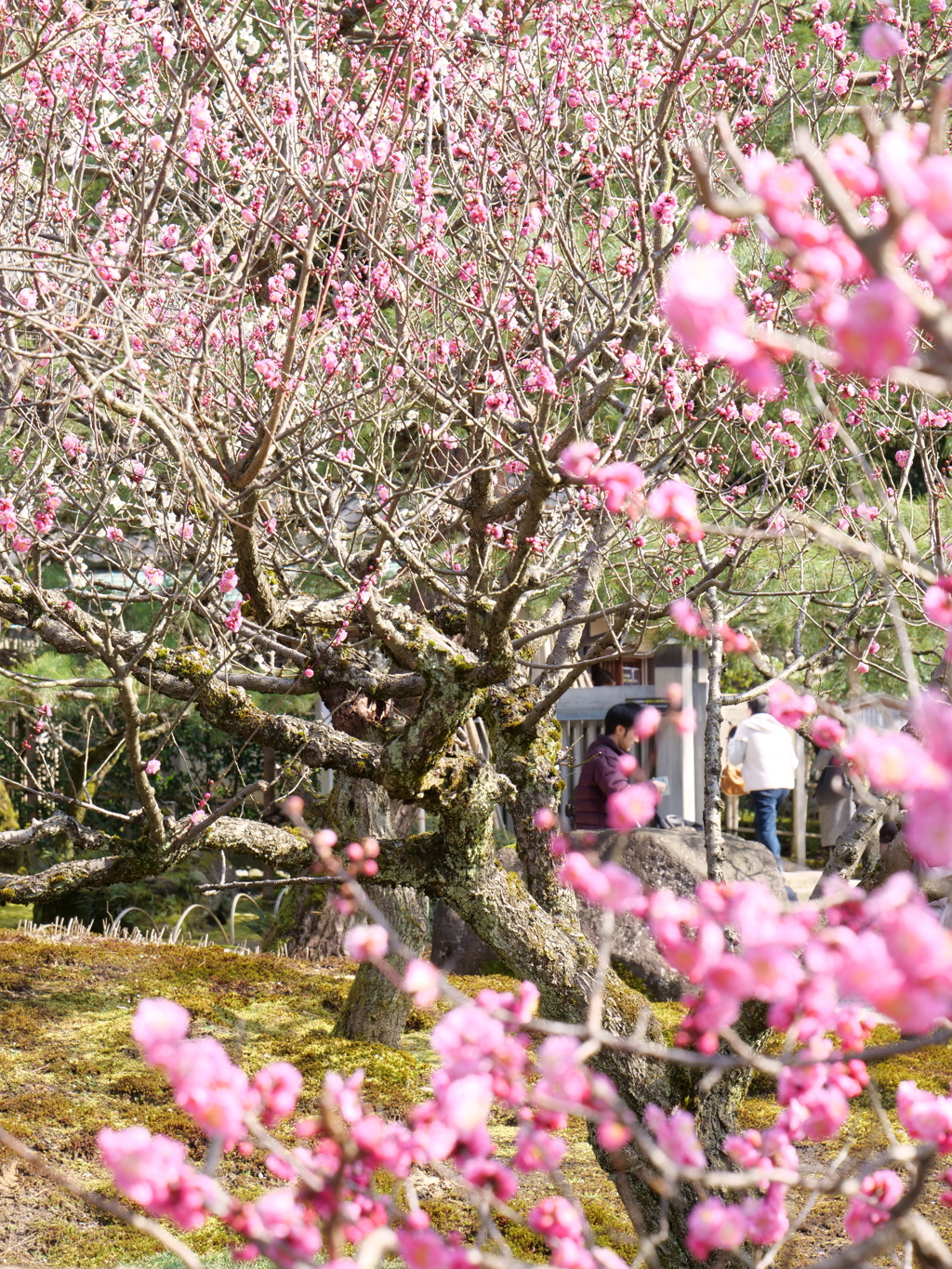 梅・兼六園　その12