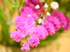 スターチス　その1