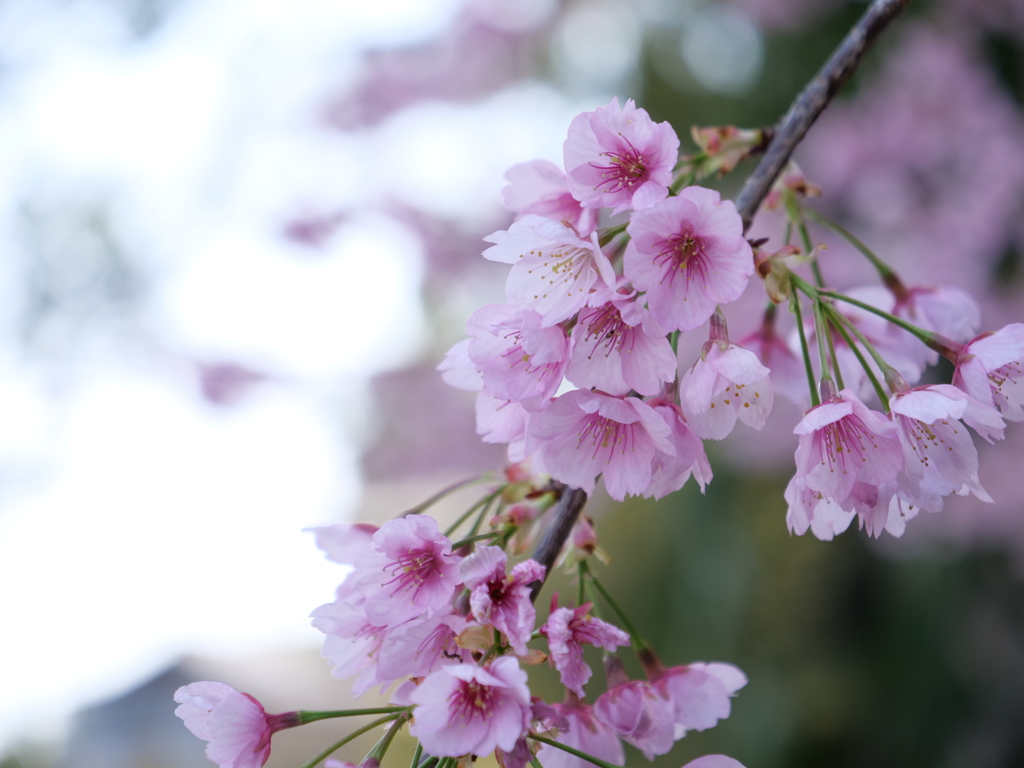 桜　その9