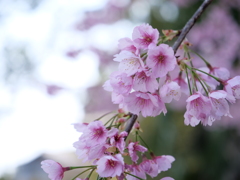 桜　その9