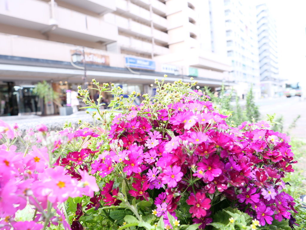 サクラソウ　その4