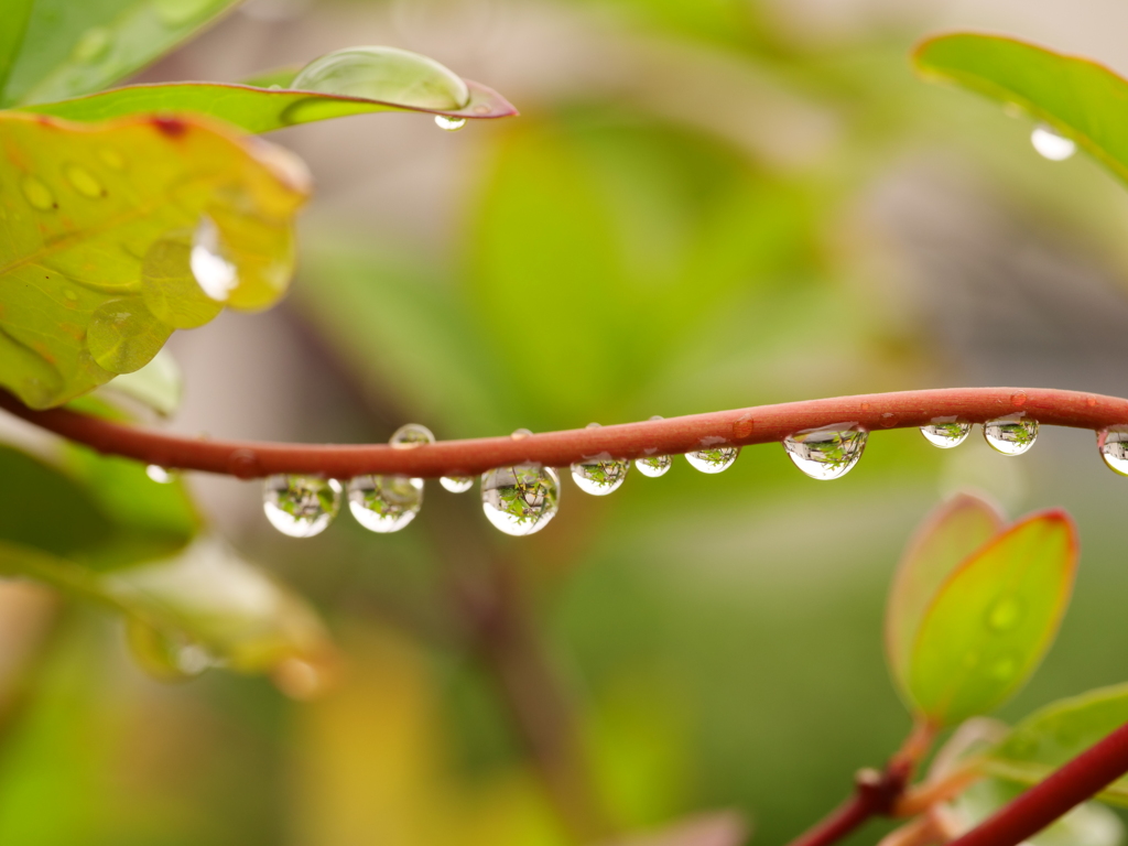草花と水　その12