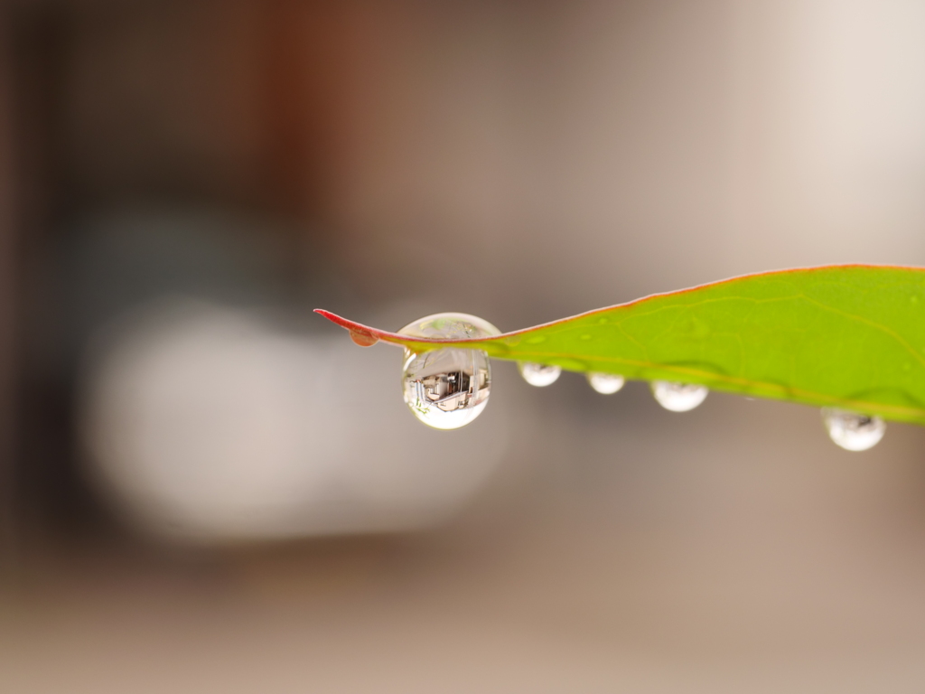 草花と水　その13