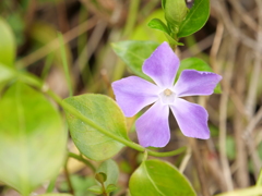 ツルニチニチソウ　その1