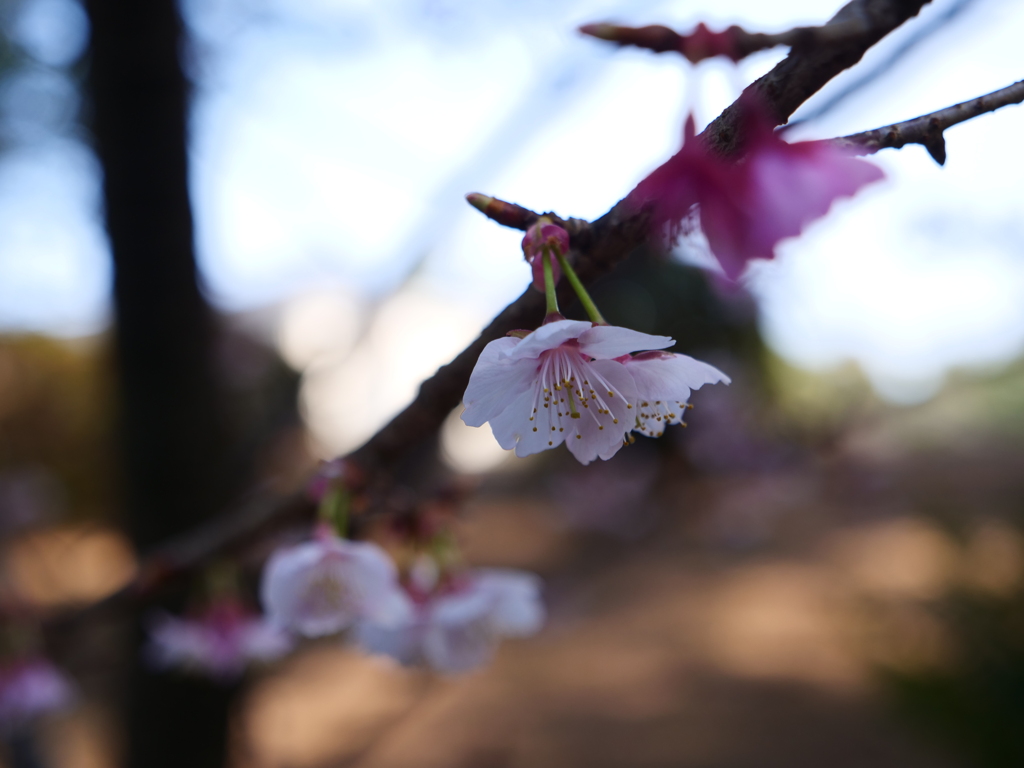 伊勢神宮・倭姫宮　その7