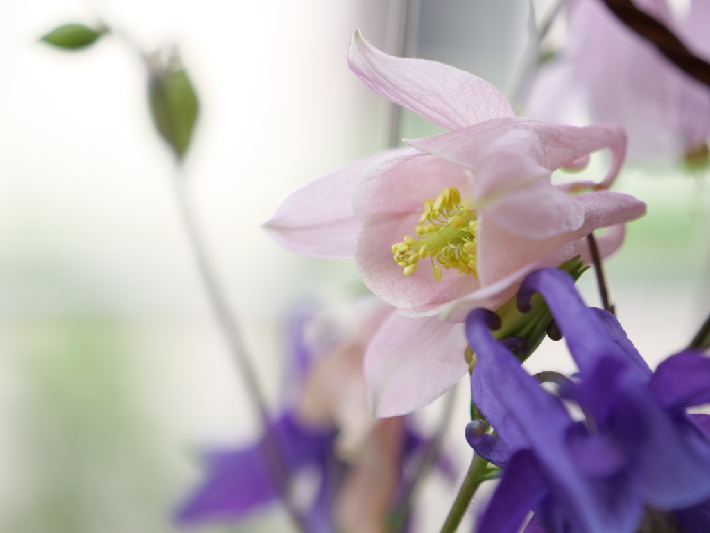 オダマキ　その13