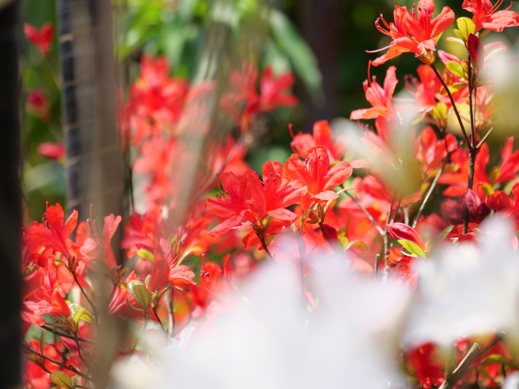 ノトキリシマ　その6