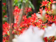 ノトキリシマ　その6