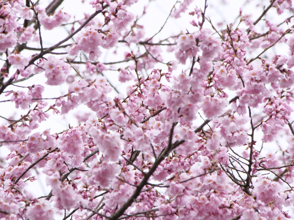 桜　その24