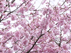 桜　その24