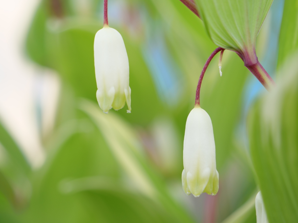 ナルコラン　その1