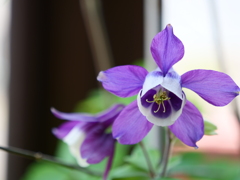 オダマキ　その10