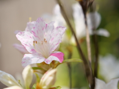 ノトキリシマ　その9