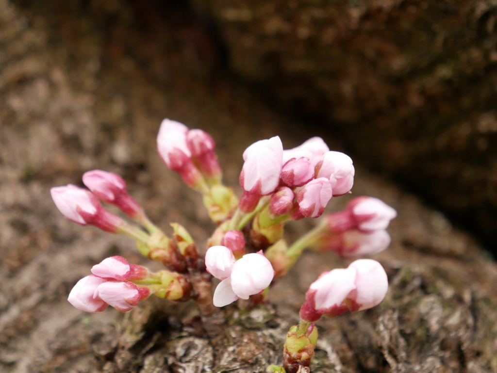 桜　その3