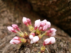 桜　その3