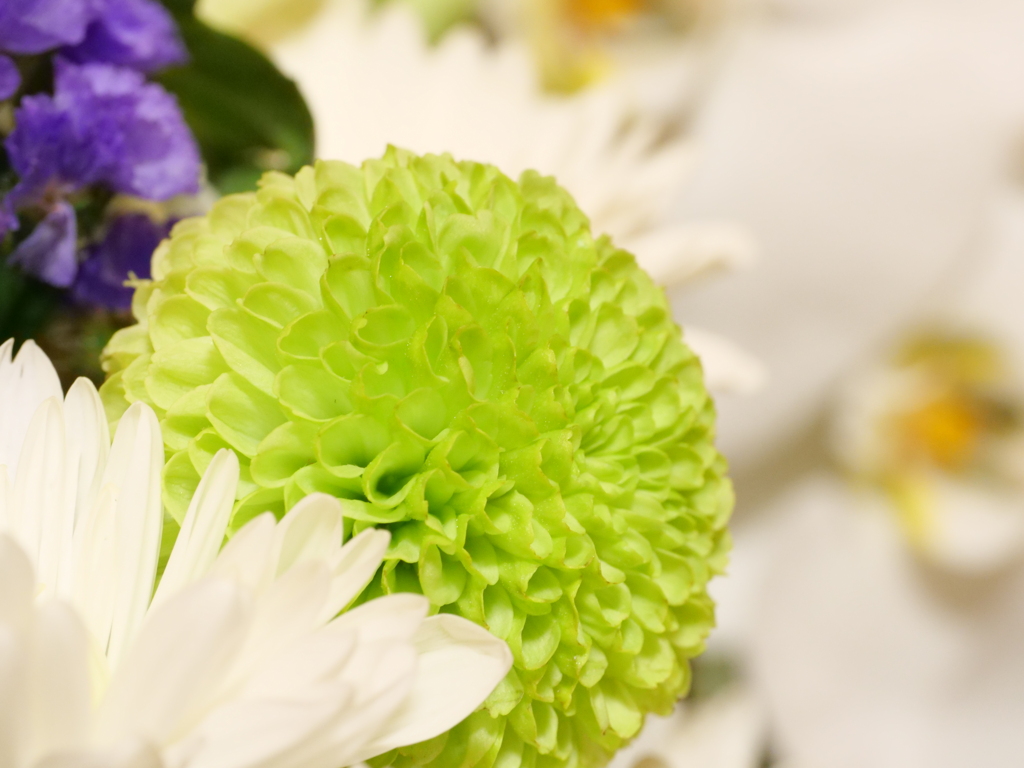 ピンポンマム　その1