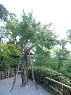 京都・金閣鹿苑寺　その22