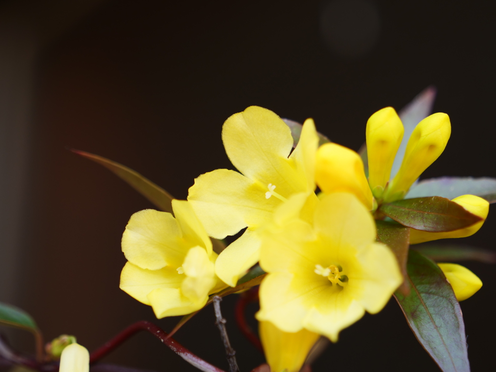 カロライナジャスミン　その1