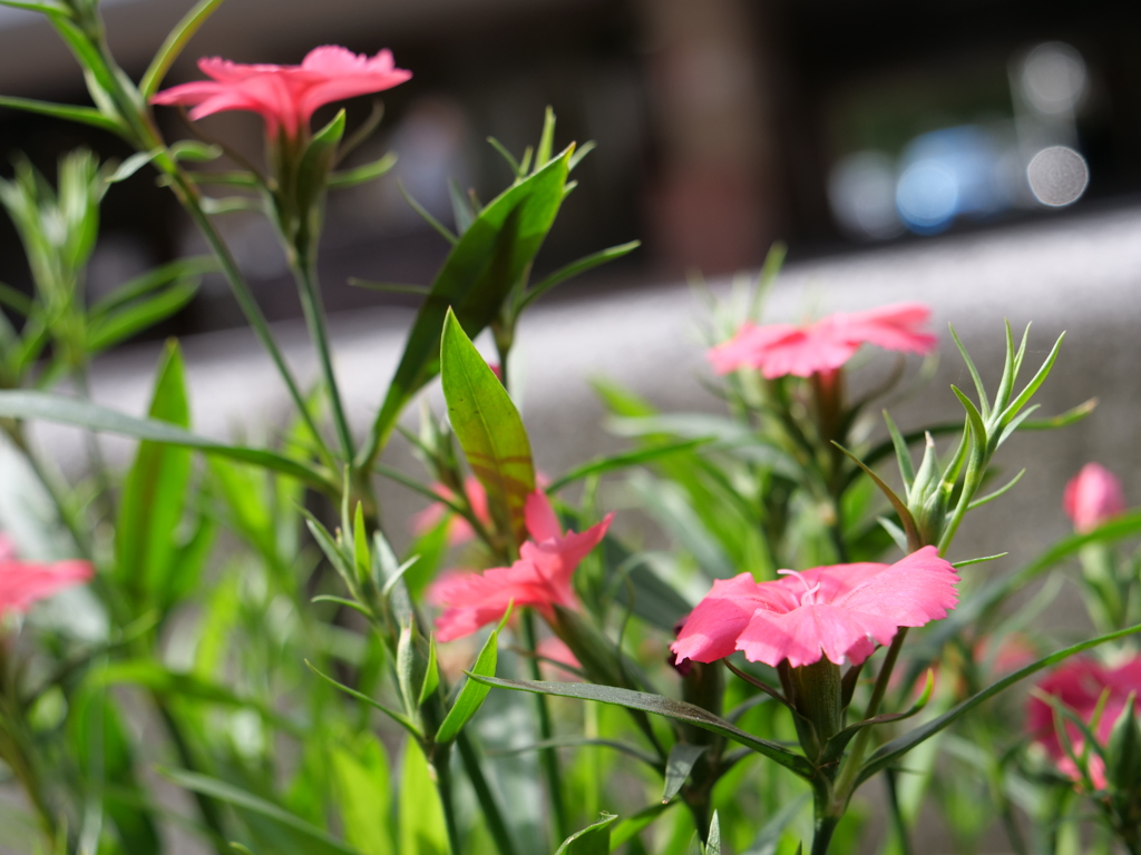 セキチク　その1