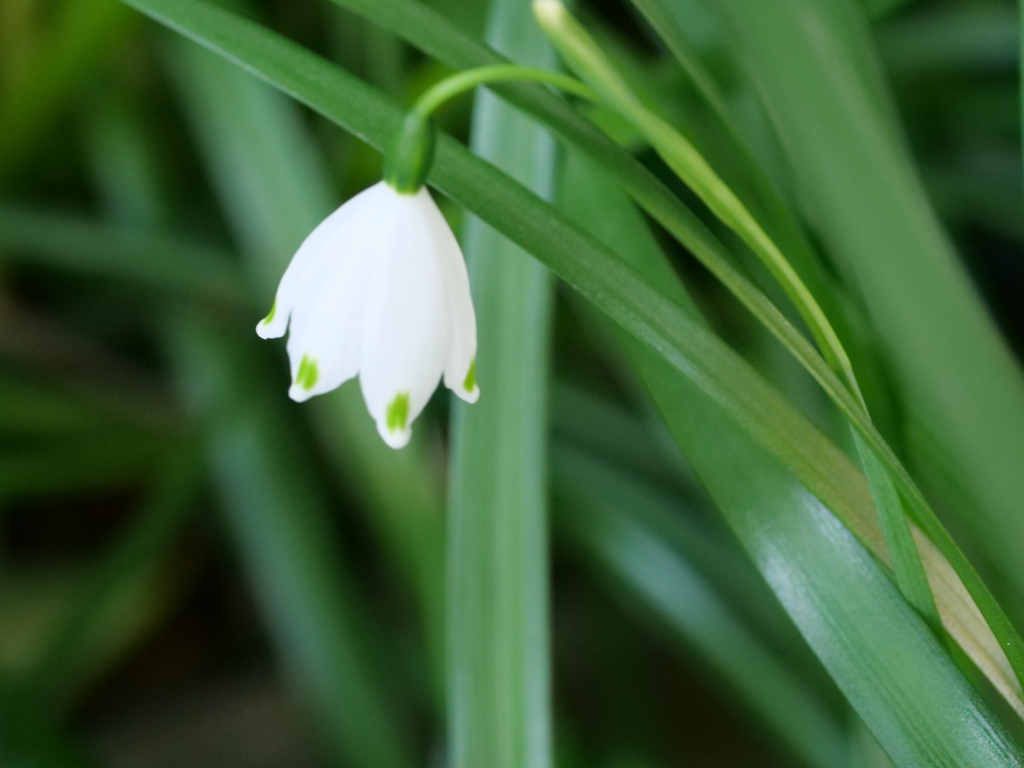 スノーフレーク　その4