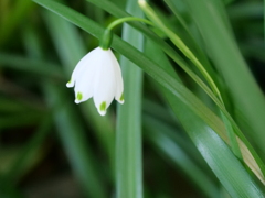 スノーフレーク　その4