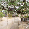 天橋立　その2