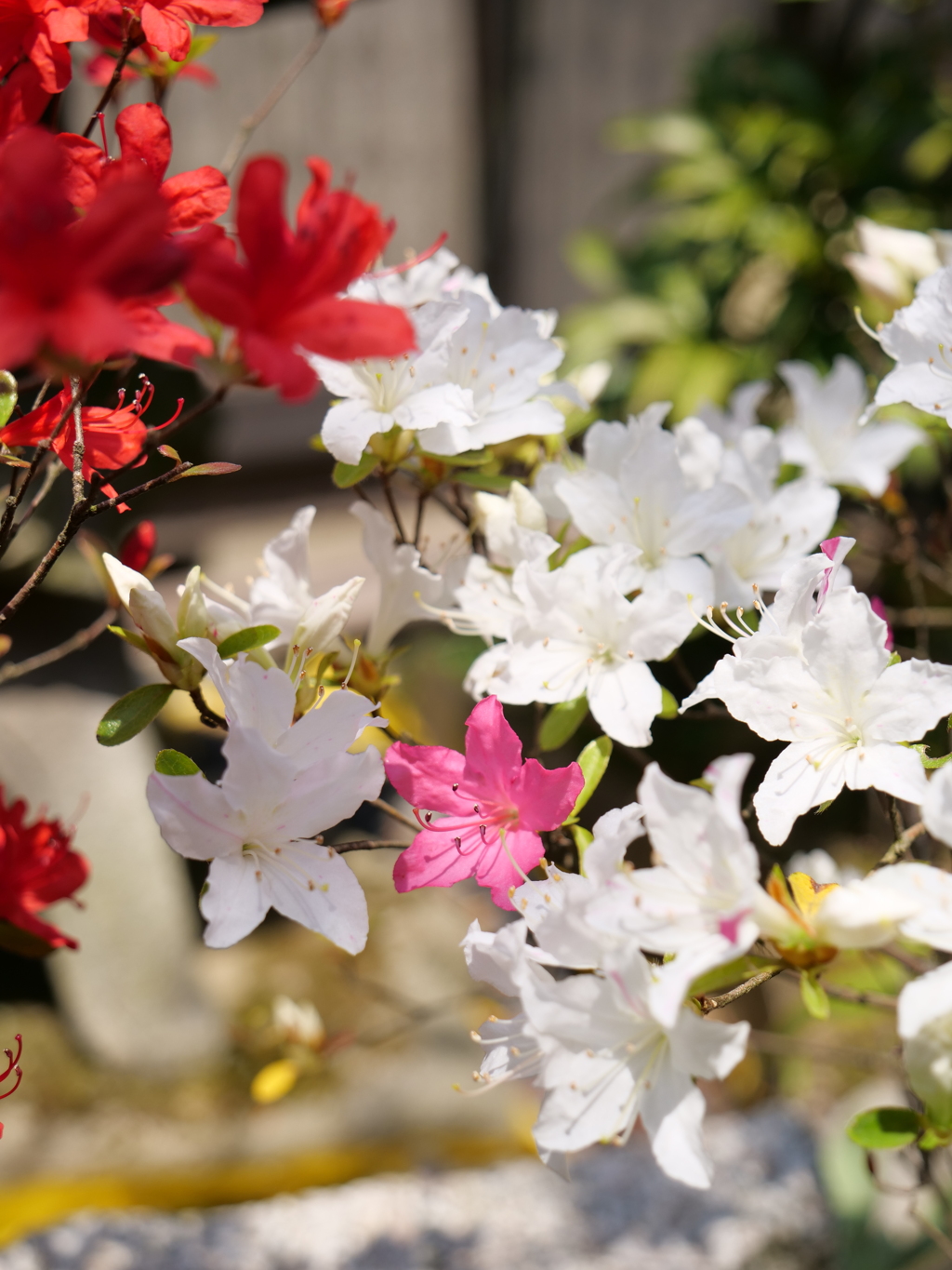 ノトキリシマ　その14