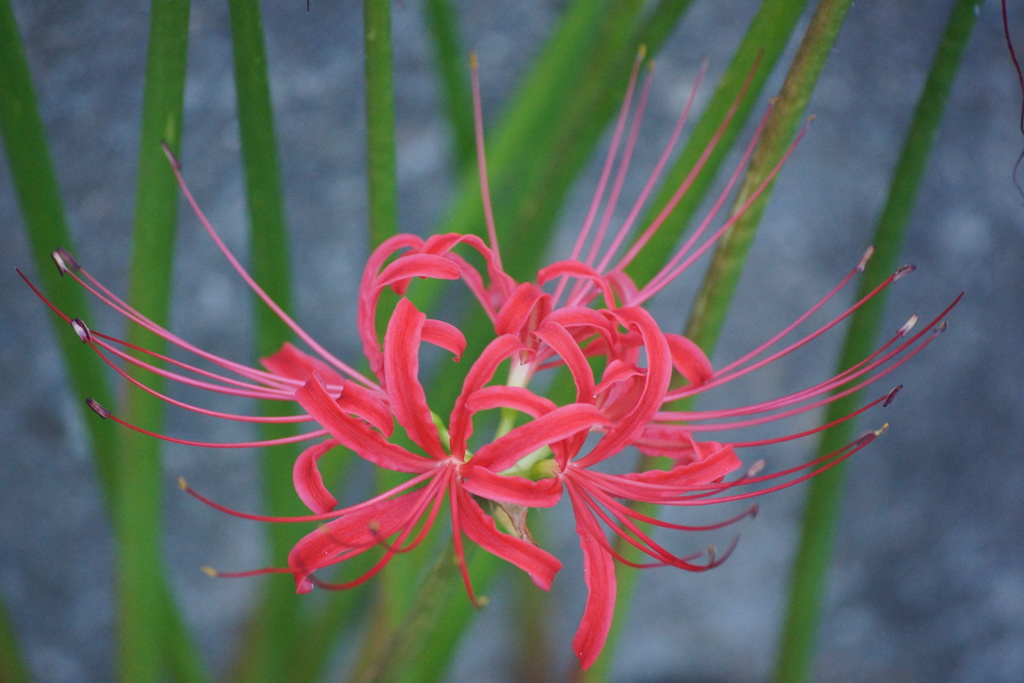彼岸花　その8