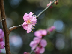 伊勢神宮・月夜見宮　その9