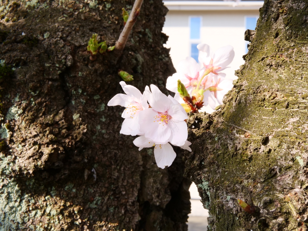 桜　その39