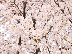 桜　その21