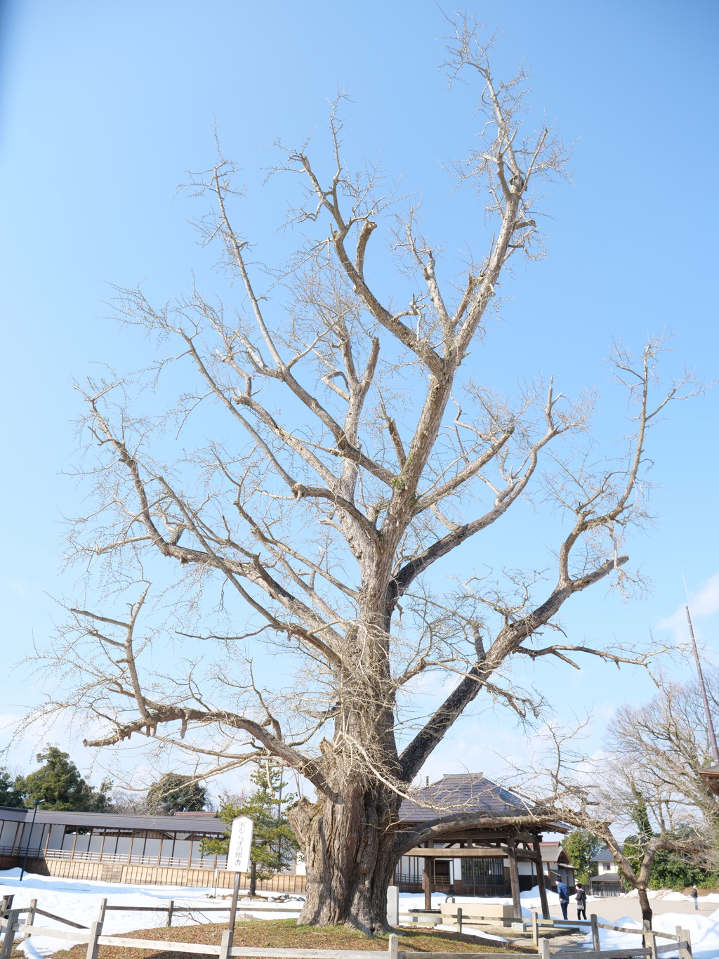 伏木　その12