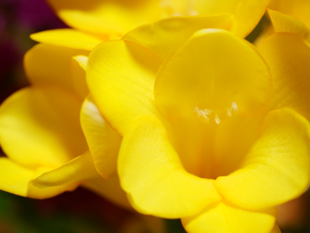 フリージア　その2