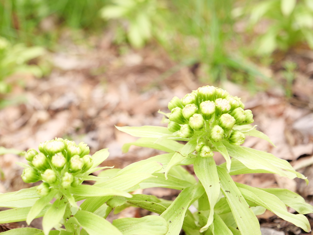 フキノトウ　その1