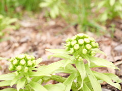 フキノトウ　その1