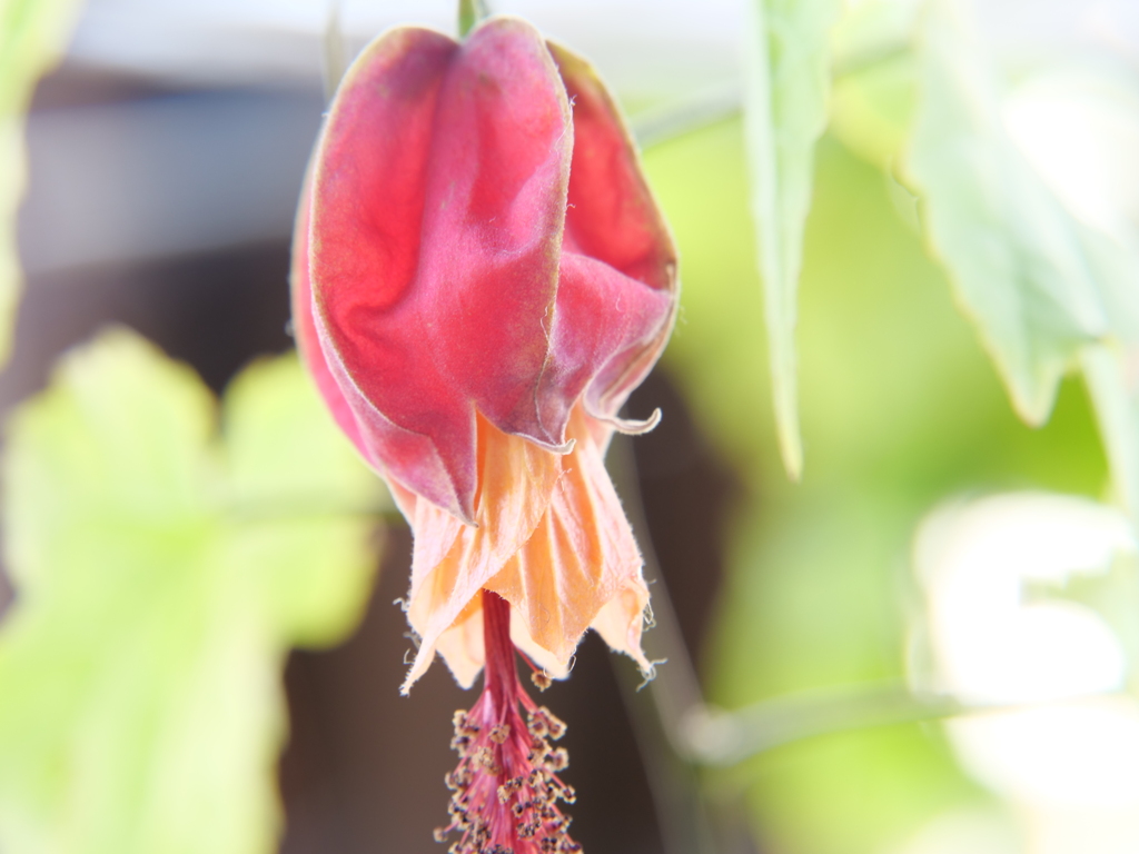 チロリアンランプ　その1