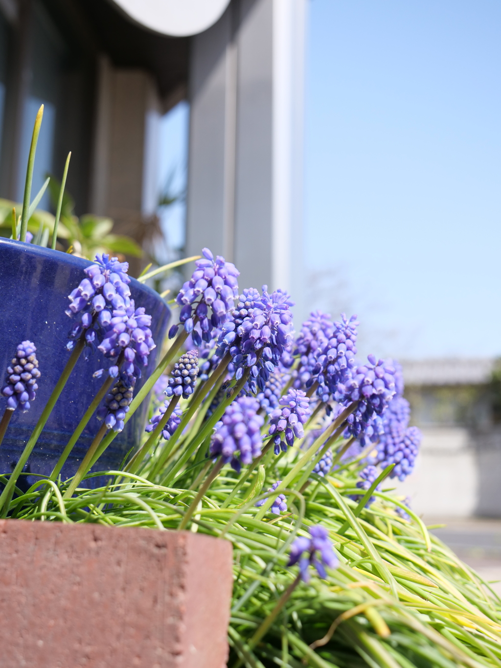 ラベンダー　その1