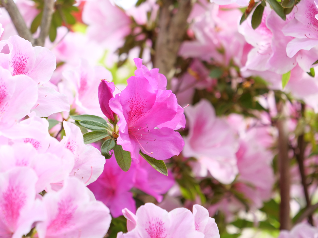 ツツジ　その20