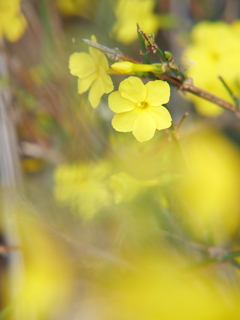 オウバイ　その3