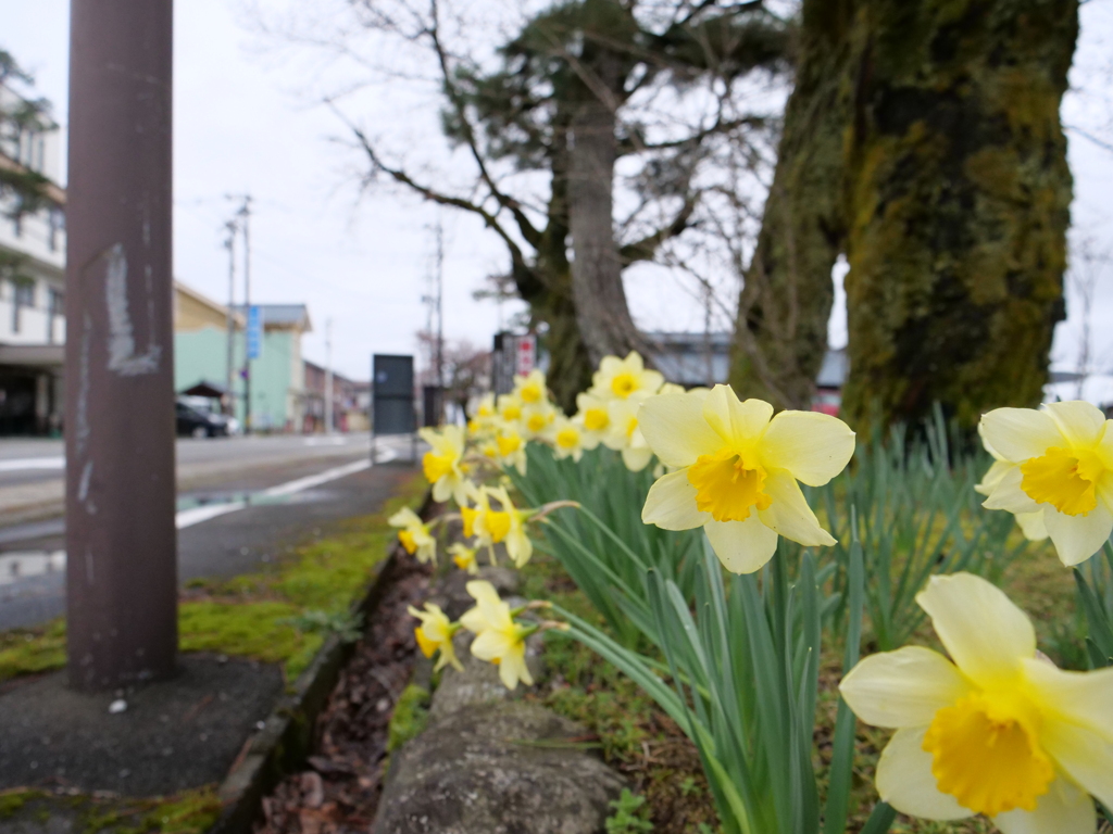 スイセン　その4