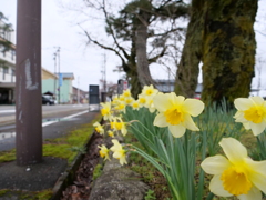 スイセン　その4